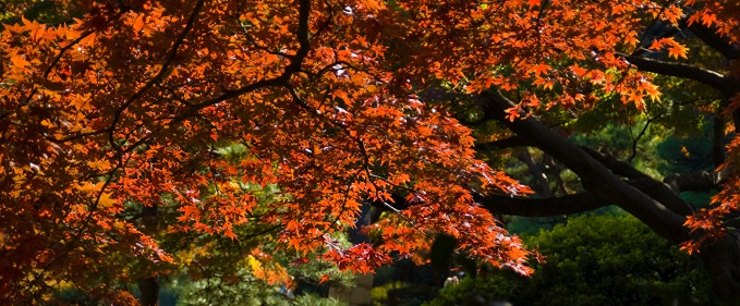 Admire Colouring Of Autumn Leaves