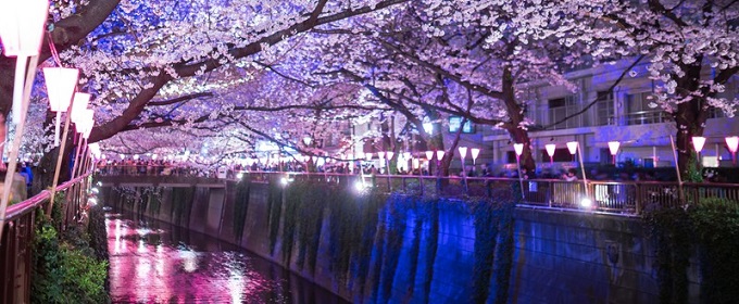 cherry blossoms in japanese culture