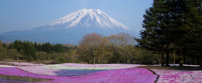 Mt.Fuji in spring