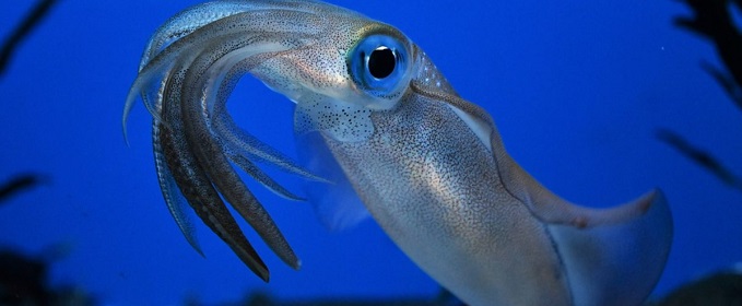 bigfin-squid (aori ika)