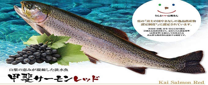 Kai-salmon-red farmed by bait mixed with grape skin in Yamanashi prefecture