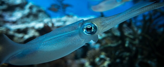 spear squid (yari ika)