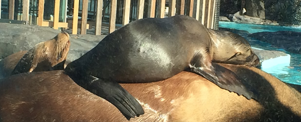 true seal in Ueno park