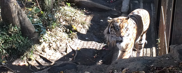 tiger in Ueno zoo